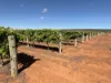 1576 Rankins Springs Road, Myall Park NSW 2681-Image