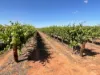 1576 Rankins Springs Road, Myall Park NSW 2681-Image