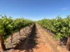 1576 Rankins Springs Road, Myall Park NSW 2681-Image