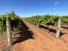 1576 Rankins Springs Road, Myall Park NSW 2681-Image
