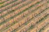 Lot 1 Morgan Road, Barmera SA 5345-Image