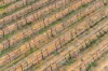 Lot 1 Morgan Road, Barmera SA 5345-Image