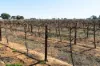 Lot 1 Morgan Road, Barmera SA 5345-Image