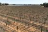 Lot 1 Morgan Road, Barmera SA 5345-Image