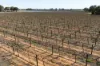 Lot 1 Morgan Road, Barmera SA 5345-Image