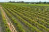 Lot 15 Rattey Road, Loxton SA 5333-Image