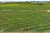 Lot 15 Rattey Road, Loxton SA 5333-Image