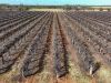 Section 862 Swinstead Road, Loveday SA 5345-Image