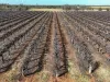 Section 862 Swinstead Road, Loveday SA 5345-Image