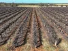Section 862 Swinstead Road, Loveday SA 5345-Image