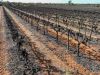 Section 862 Swinstead Road, Loveday SA 5345-Image
