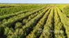2050 Kulkyne Way, Iraak, Vic 3494-Image
