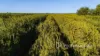 2050 Kulkyne Way, Iraak, Vic 3494-Image