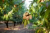 2050 Kulkyne Way, Iraak, Vic 3494-Image
