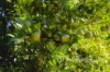 2050 Kulkyne Way, Iraak, Vic 3494-Image