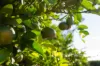 2050 Kulkyne Way, Iraak, Vic 3494-Image