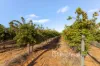 2050 Kulkyne Way, Iraak, Vic 3494-Image