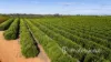 2836 Kulkyne Way, Colignan, Vic 3494-Image