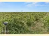 550 Flaxmans Valley Road, Angaston, SA 5353-Image