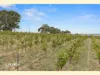 550 Flaxmans Valley Road, Angaston, SA 5353-Image