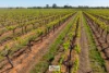 83A Belar Avenue, Irymple, Vic 3498-Image