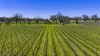 963 Rowney Road, Mundulla, SA 5270-Image
