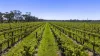 963 Rowney Road, Mundulla, SA 5270-Image