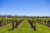 963 Rowney Road, Mundulla, SA 5270-Image