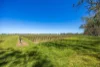 963 Rowney Road, Mundulla, SA 5270-Image
