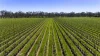 963 Rowney Road, Mundulla, SA 5270-Image