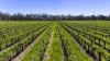 963 Rowney Road, Mundulla, SA 5270-Image
