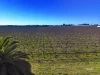 Address available on request, Cardross, Vic 3496-Image