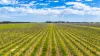 Davis Road, Coonawarra, SA 5263-Image