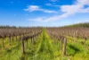 Davis Road, Coonawarra, SA 5263-Image