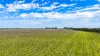 Davis Road, Coonawarra, SA 5263-Image
