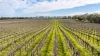 Davis Road, Coonawarra, SA 5263-Image