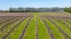 Davis Road, Coonawarra, SA 5263-Image