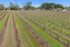Lot 351 Angaston Road, Nuriootpa, SA 5355-Image