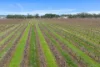 Lot 351 Angaston Road, Nuriootpa, SA 5355-Image