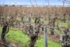 Lot 351 Angaston Road, Nuriootpa, SA 5355-Image