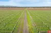 Lot 662 Rifle Range Road, Tanunda, SA 5352-Image
